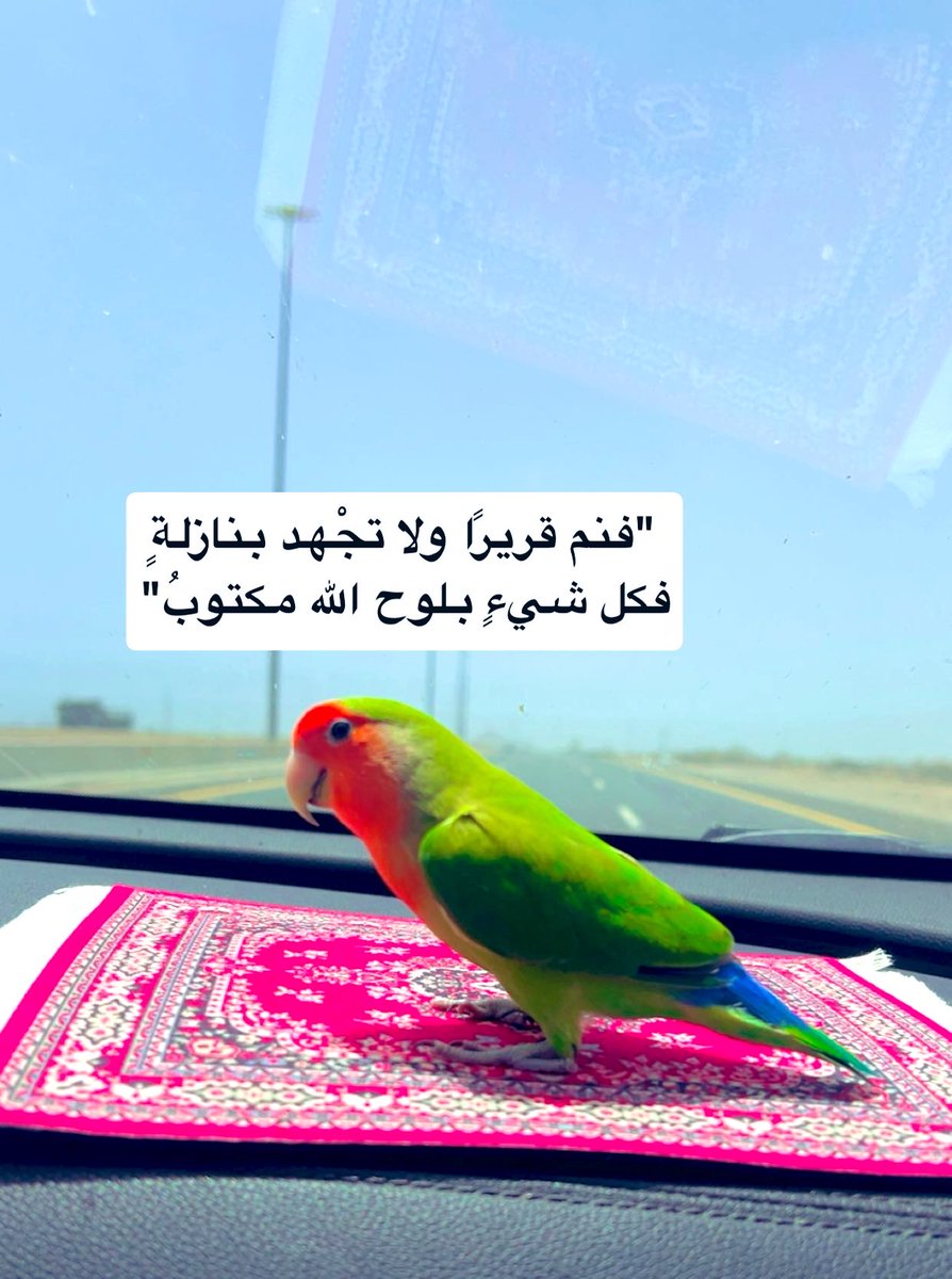 🪾 خَرِيْف 🪾 tweet media