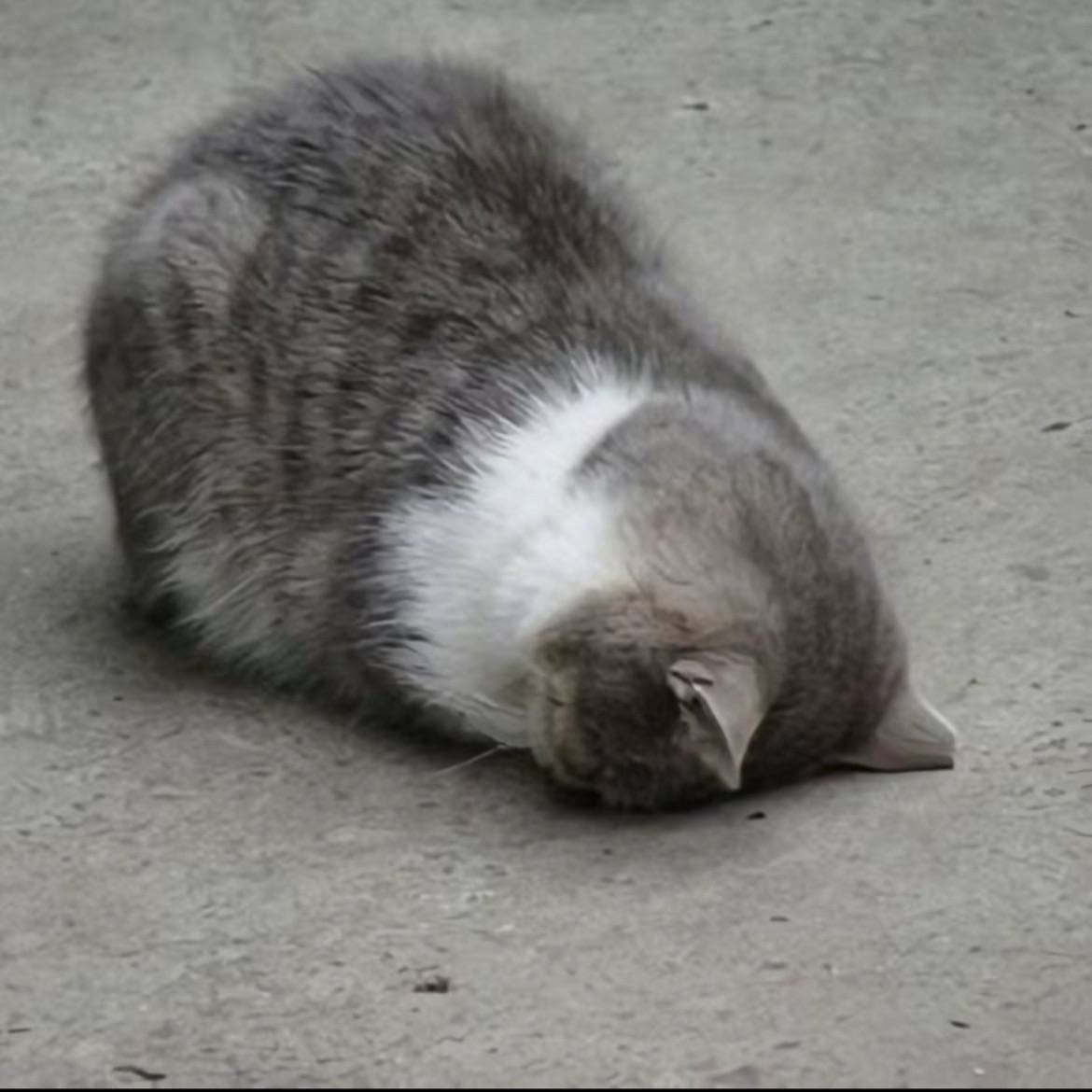 No Cats No Life tweet media