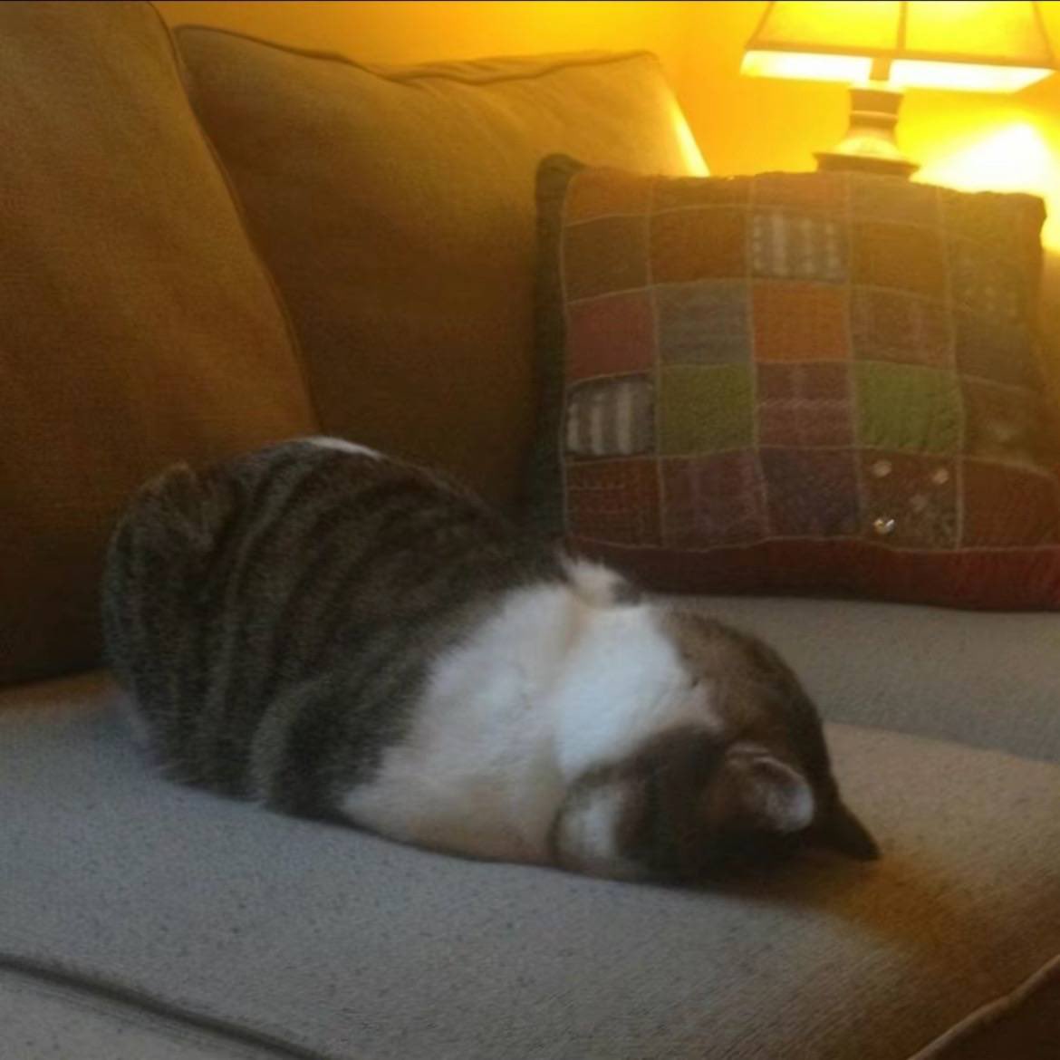 No Cats No Life tweet media