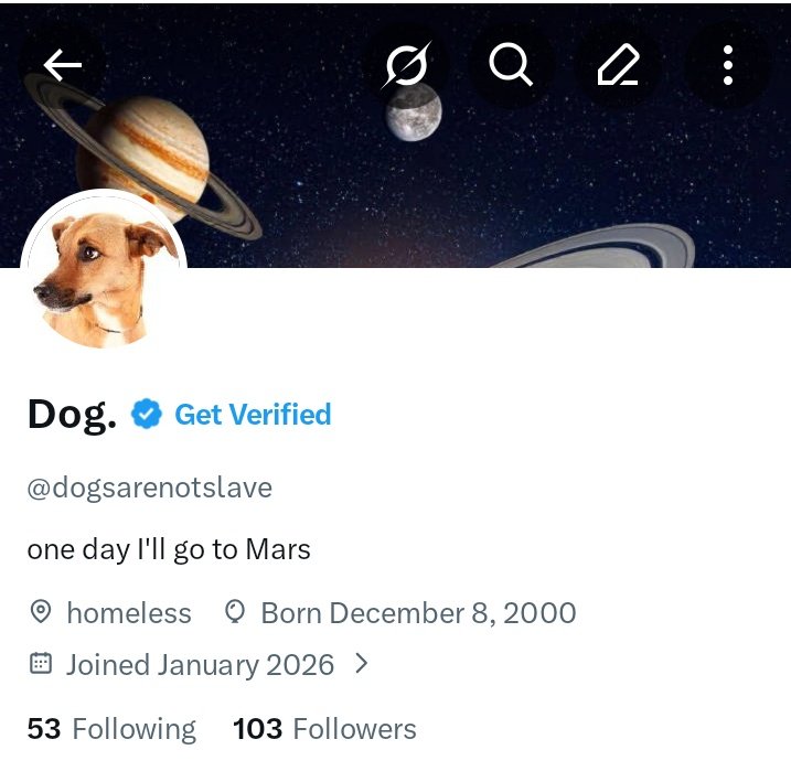 Dog. tweet media
