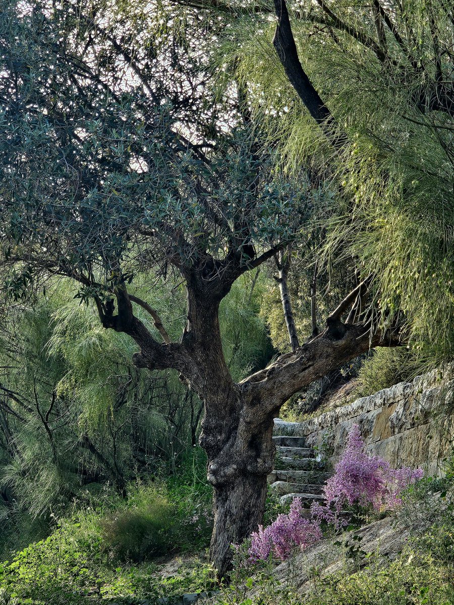strom_tuula's tweet image. Mediterranean mood
🫒🌳

 #NatureBeauty