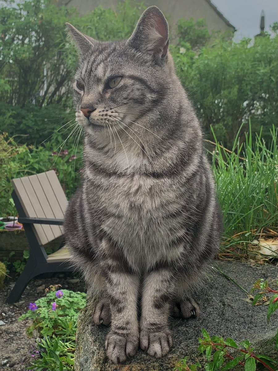 frenchscotjeff's tweet image. I love my cat

#WeekendVibes #SaturdayVibes #Caturday  #GoodVibesOnly #jefinuist #outerhebrides #scotland