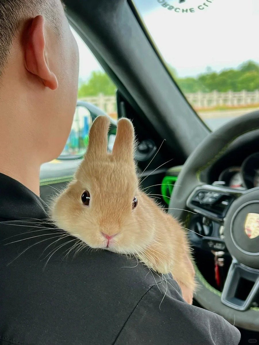 Why you should have a rabbit tweet media