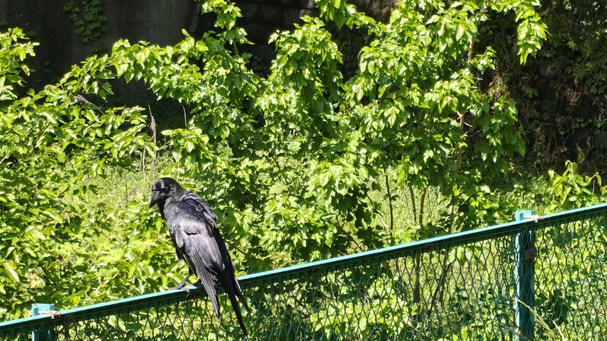 Relucenter's tweet photo. こどもたちと公園に行ったら見つけた
カタツムリ絶滅したかと思ってた https://t.co/K6j2ZhDUWe