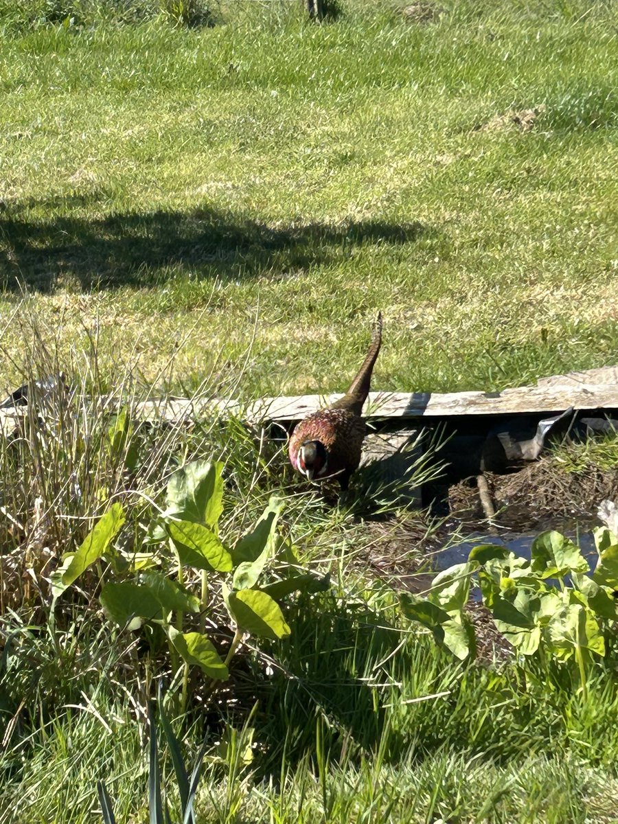 Tinkerbell_Trix's tweet image. #Pheasants up at the allotment #allotment #outdoor #vegetables