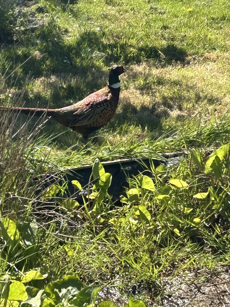 Tinkerbell_Trix's tweet image. #Pheasants up at the allotment #allotment #outdoor #vegetables