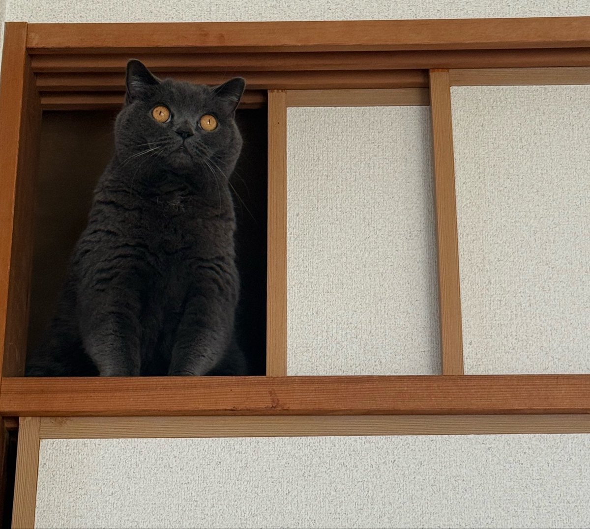 mo_pani's tweet photo. 高い場所からパトロールするもぐたん👀 https://t.co/jo8NUTTg2l