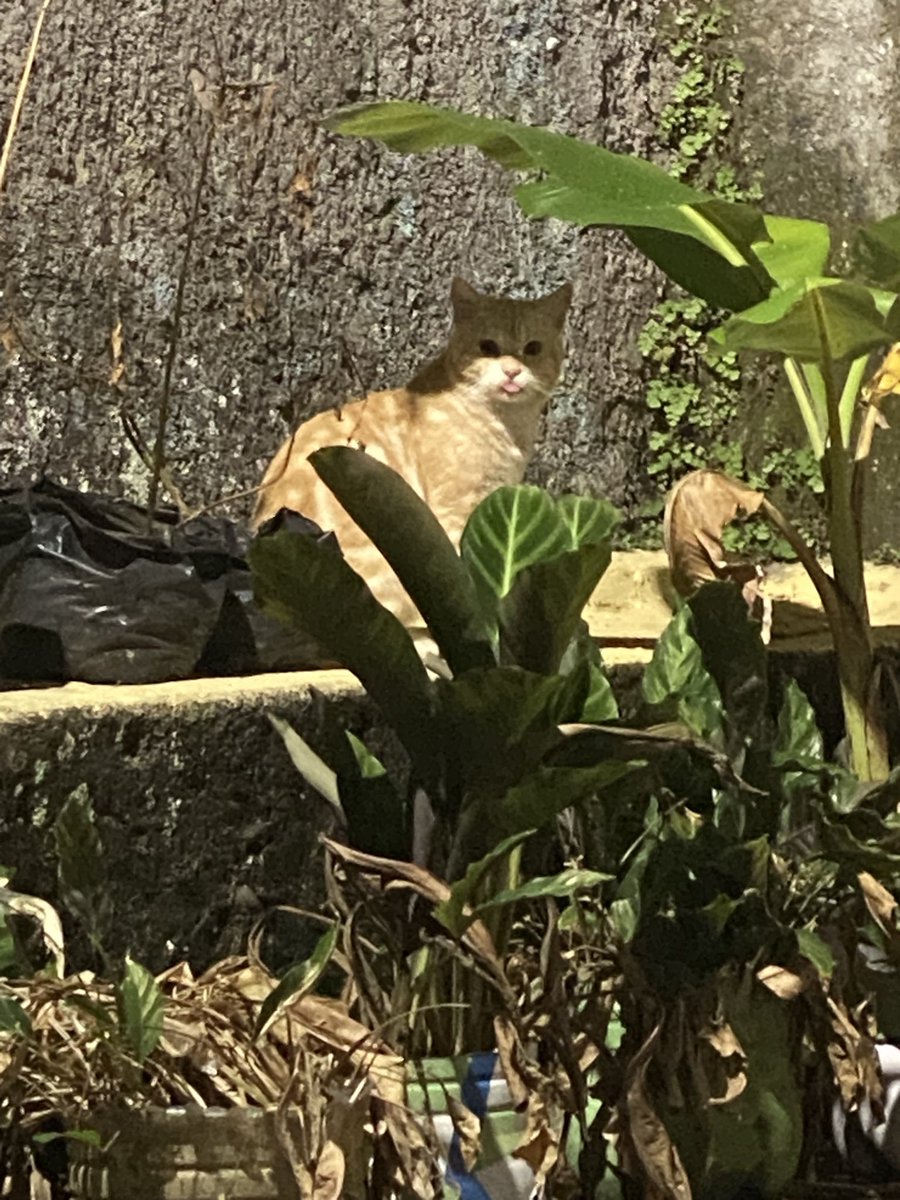 makeuekkeu's tweet photo. open adopt kucing persia

jantan, 1,5 tahun, belum steril, kalo indoor pipis sembarangan jadi harus steril dulu, free adopsi, bogor kota https://t.co/IIgKbtfa5K