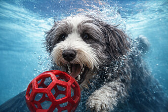 terhaag's tweet photo. Unterwasser-Hund und roter Ball mit KI - mein Kommentar zu einer der ersten OLG-Entscheidungen im KI-Recht.
https://t.co/enagWyXZkl https://t.co/5fp5pnr5Vp