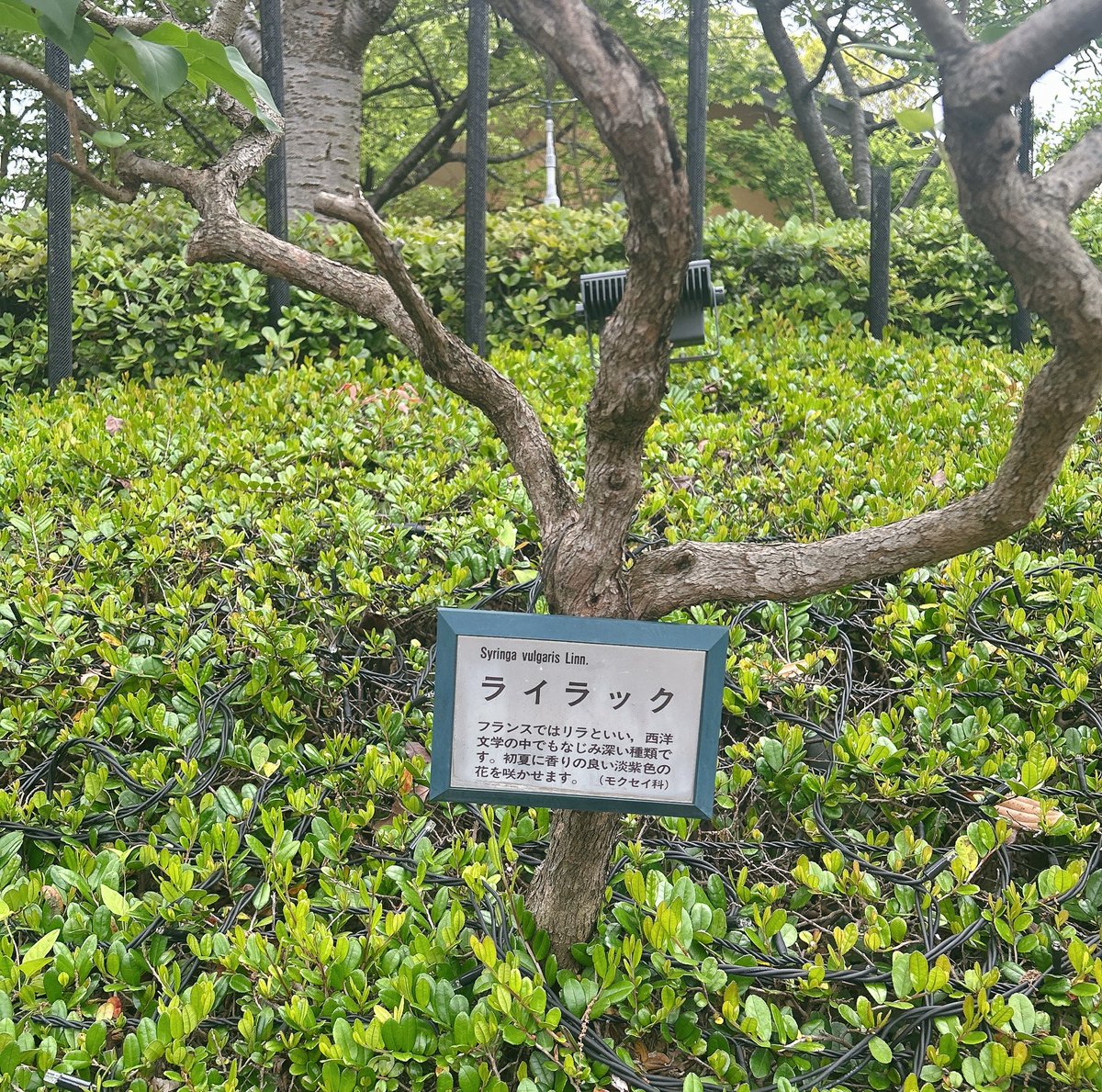 ももたろ。 tweet media