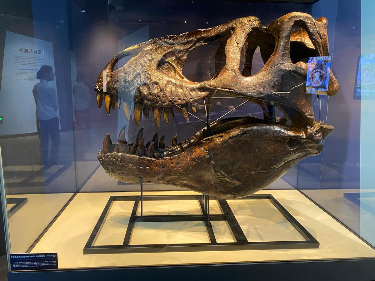 Rex China