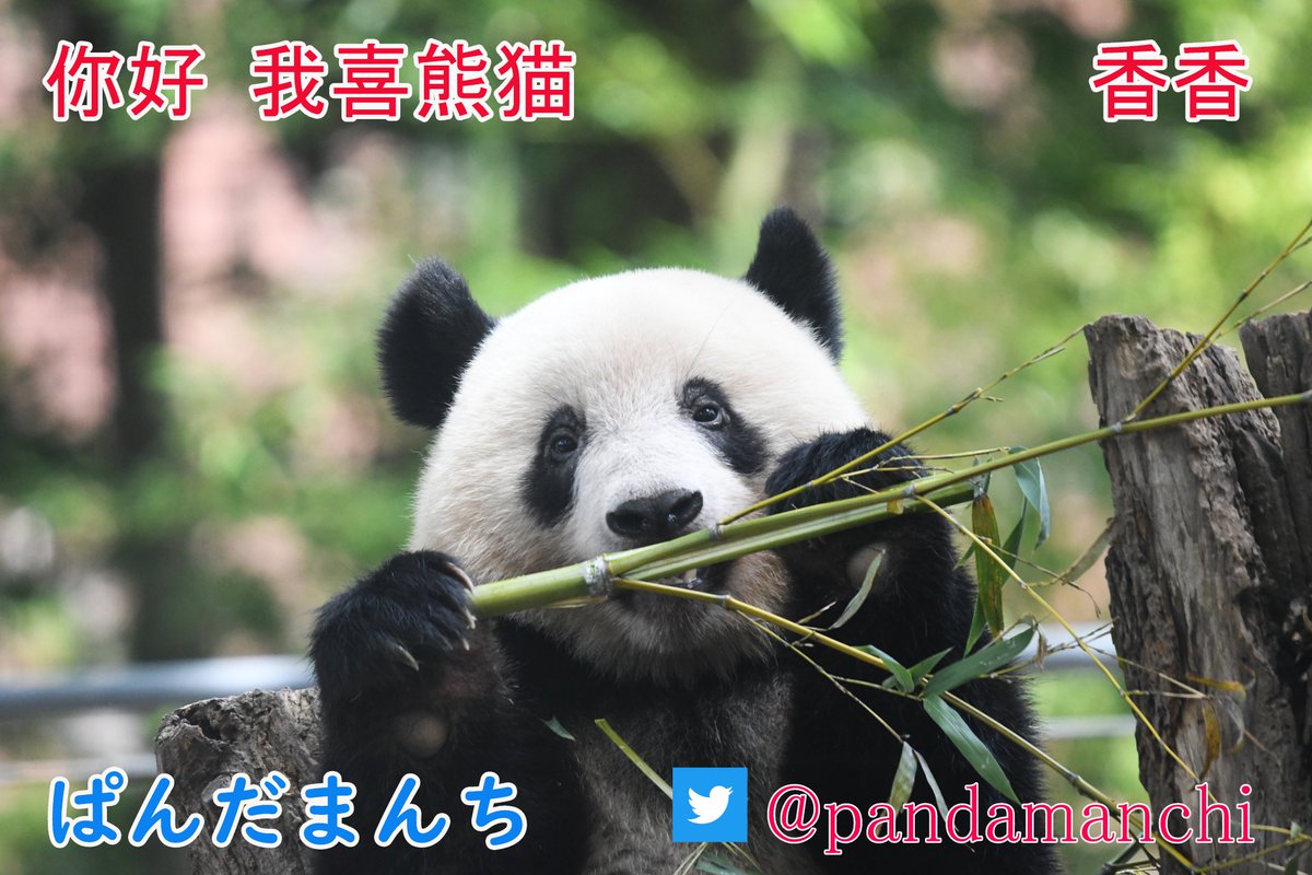 ぱんだ様確認用】 【公式通販】