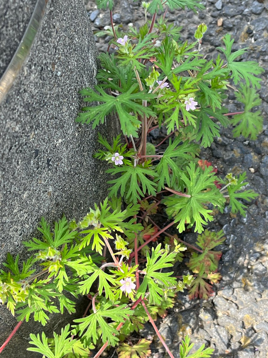 散歩道に咲いてた小さな花
これはアメリカフウロ
園芸種のフウロソウよりずっと小さい
アメリカって名の通り北アメリカ原産の外来種
外来種でも見た目は小さくて可愛いらしくて
でもこんな土の見えない道端に
しっかり力強く咲いてるからやっぱり脅威⁉️
でもゲンノショウコの仲間だしやっぱり可愛い？