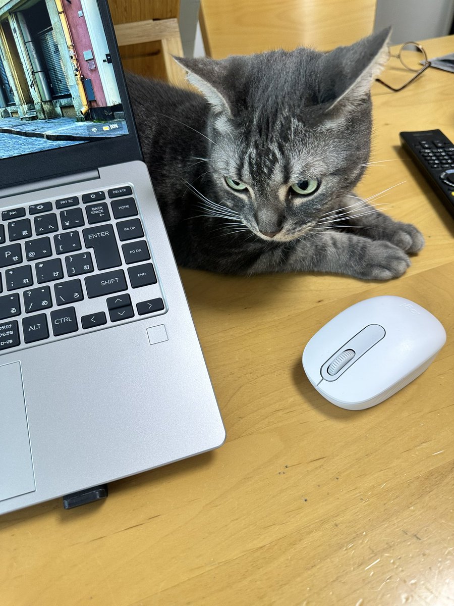 kamimayaa710's tweet photo. ままのおしごとをおうえんするひび
#americanshorthair #cat #bluetabby #tokyo #japan #catlover #アメリカンショートヘア #ブルータビー #猫 #ねこ #4歳8か月 #4yearold #56months https://t.co/JtXeIj7QgU