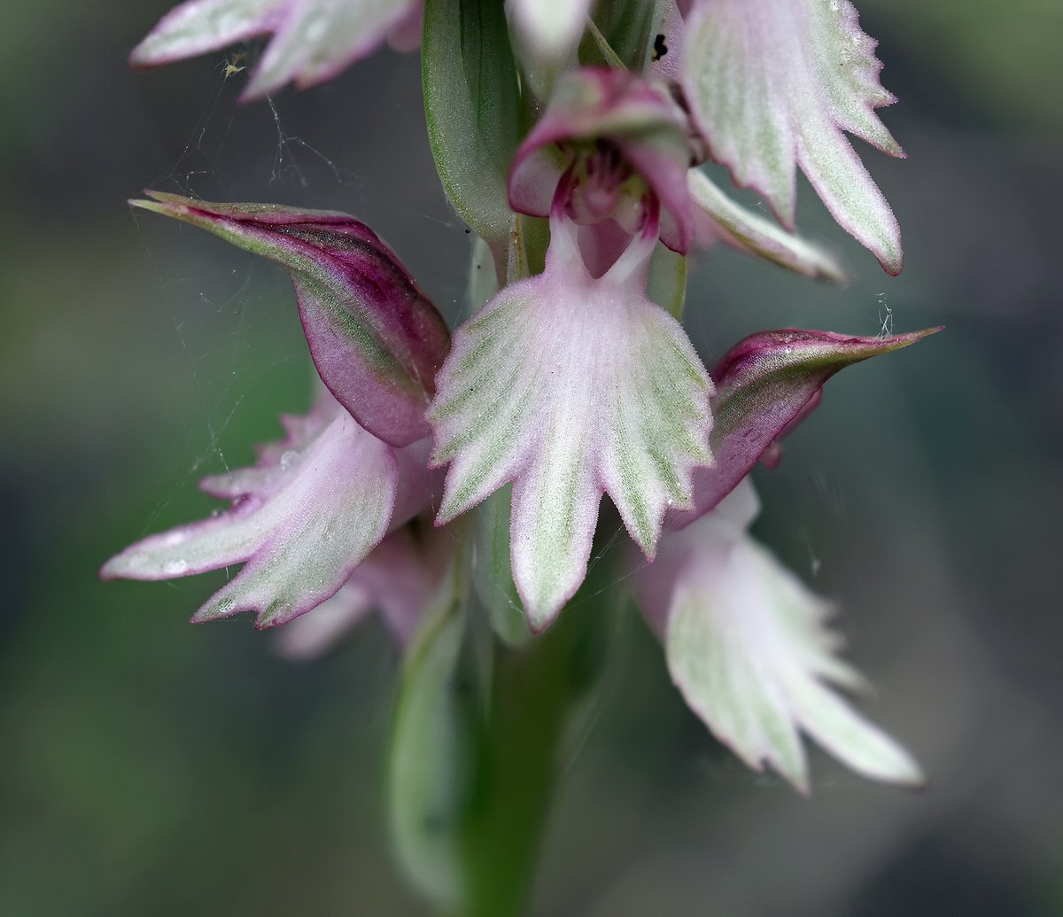 _Matt_Berry_'s tweet image. Good morning from Greece 🇬🇷

‘Holy #Orchid’ Anacamptis sancta