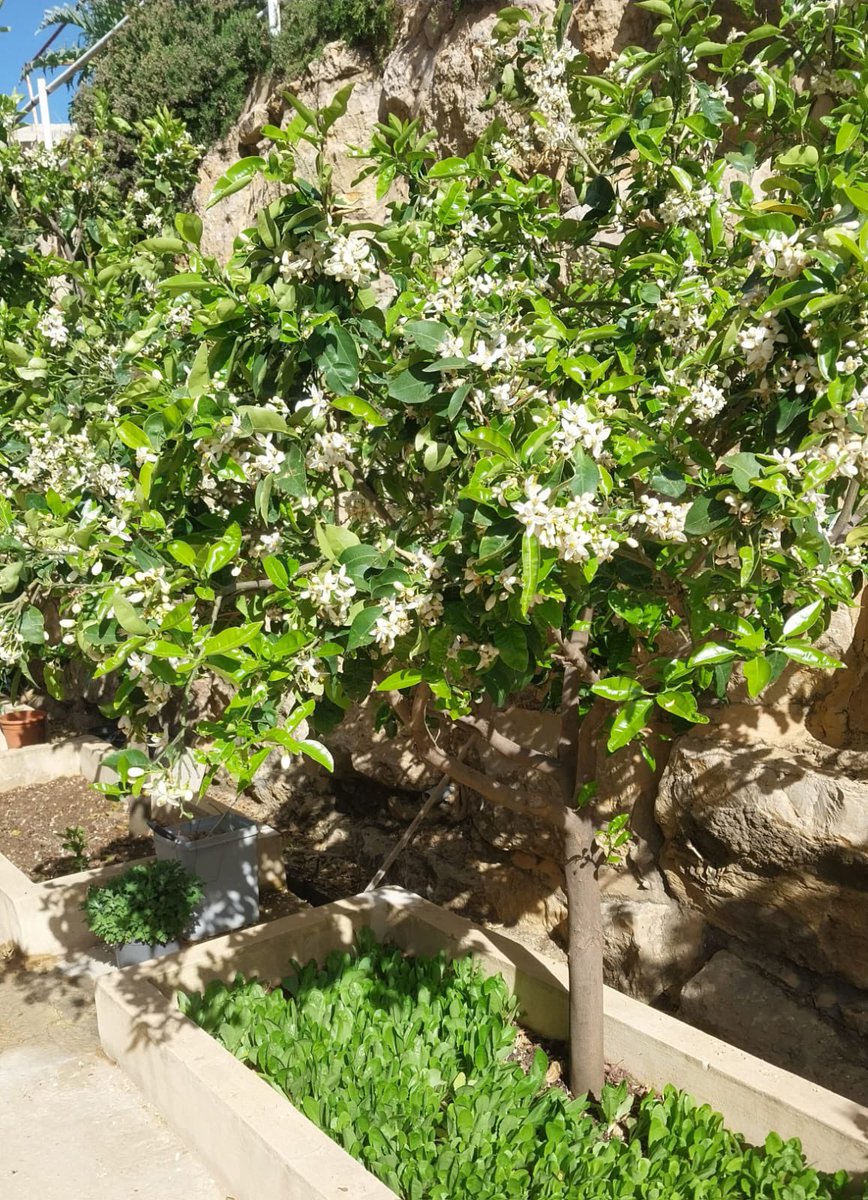 MounaReslan's tweet photo. "الحديقة تزهر لأنّ لها بُستانيًا يعتني بها" حنا مينا (الشمس في يوم غائم).
هكذا هو الوطن، لا تعتني به يزول. أحبّوا #لبنان وطناً لكل هذا التنوّع، مصدراً كريماً للغنى المعرفي والثقافي الإنساني والتُراثي والاقتصادي. انشروا جماليّاته المُعطّرة بزهر الليمون، وانشدوا التعقّل بدل التراشق https://t.co/8hyisicyG4