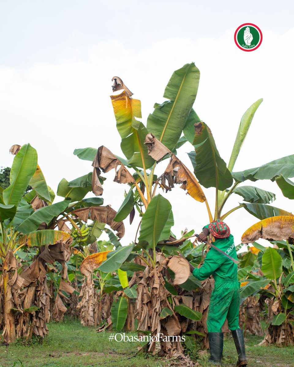 obasanjofarmsng's tweet photo. Archive Saturday 🌿
Just a regular day on the farm, harvesting plantains and getting the job done. Always worth looking back on moments like this.

#ObasanjoFarms #OFN #ArchiveSaturday #FarmLife #HarvestDays https://t.co/4vZAU2CLuW
