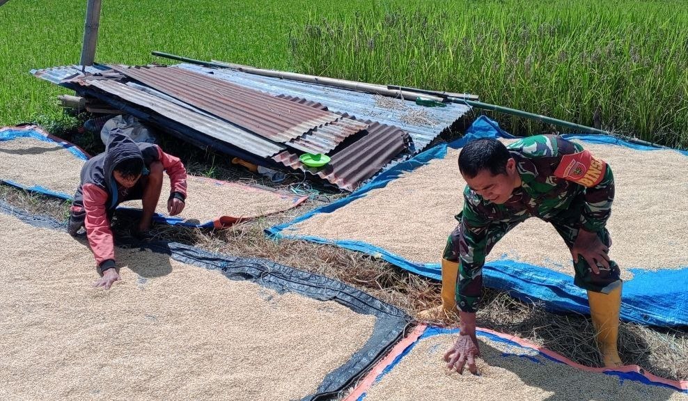 Kodim_Tator's tweet image. Babinsa Koramil 1414-09/Saluputti Serka Agustinus melaksanakan kegiatan ketahanan pangan jemur gabah kering siap giling bersama masyarakat binaan di Lembang/Desa Ratte Talonge Kec. Saluputti Kab.Tana Toraja.
Sabtu, 02/05/2026

#tniad
#TNIindonesia
#tetapsemangat
#bekerjaikhlas