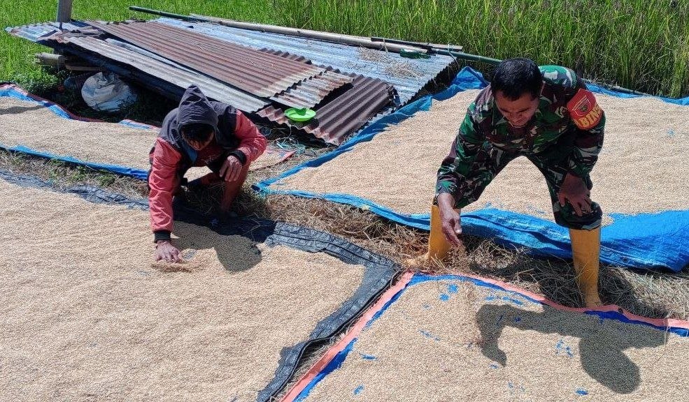Kodim_Tator's tweet image. Babinsa Koramil 1414-09/Saluputti Serka Agustinus melaksanakan kegiatan ketahanan pangan jemur gabah kering siap giling bersama masyarakat binaan di Lembang/Desa Ratte Talonge Kec. Saluputti Kab.Tana Toraja.
Sabtu, 02/05/2026

#tniad
#TNIindonesia
#tetapsemangat
#bekerjaikhlas