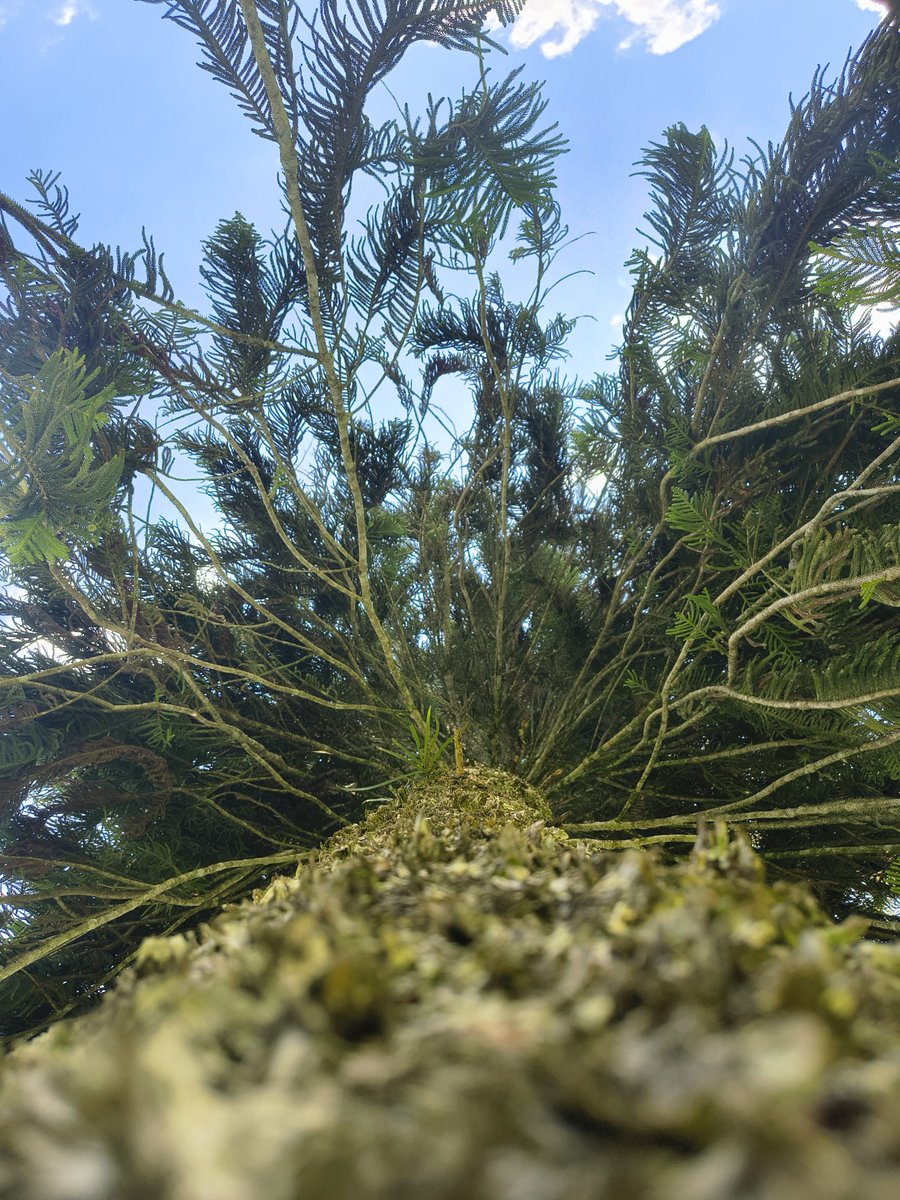 teconozcomosco7's tweet photo. Pine https://t.co/PSMwsz3dE0