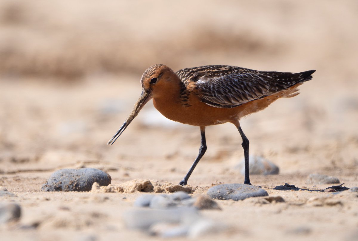 Old Man of Minsmere tweet media