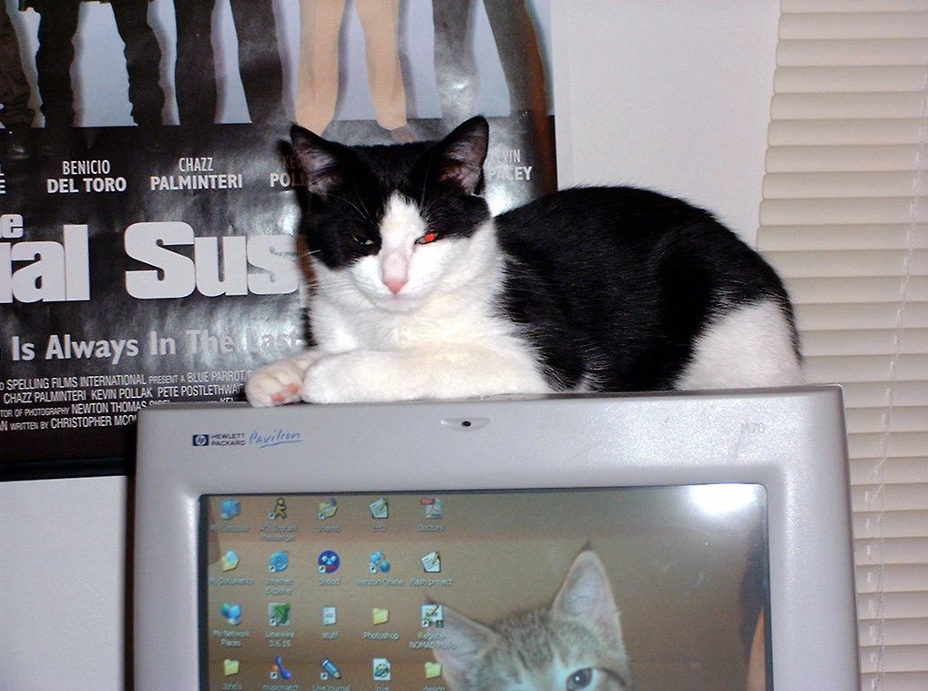 Old Internet tweet media