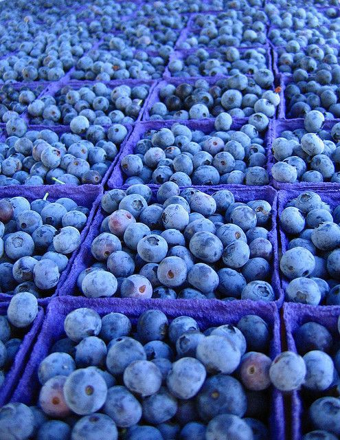 mynzagric254's tweet photo. Blueberry 🫐 -This is the one of the Very Most expensive fruits in the world and gives very high returns

Quality seedlings can be purchased from @mynzagric254 

Click this link to message us on WhatsApp: https://t.co/bHJfPuSqPI 

Ecological requirements 

Temperature- Blueberries grow well in tropical cool or warm climates with temperatures between 18 and 35°C.

Sufficient amounts of water for growing blueberries can be described as that which will maintain the soils as consistently moist but not waterlogged

They are low in calories and high in fiber, vitamin C, vitamin K, and antioxidants, including anthocyanins