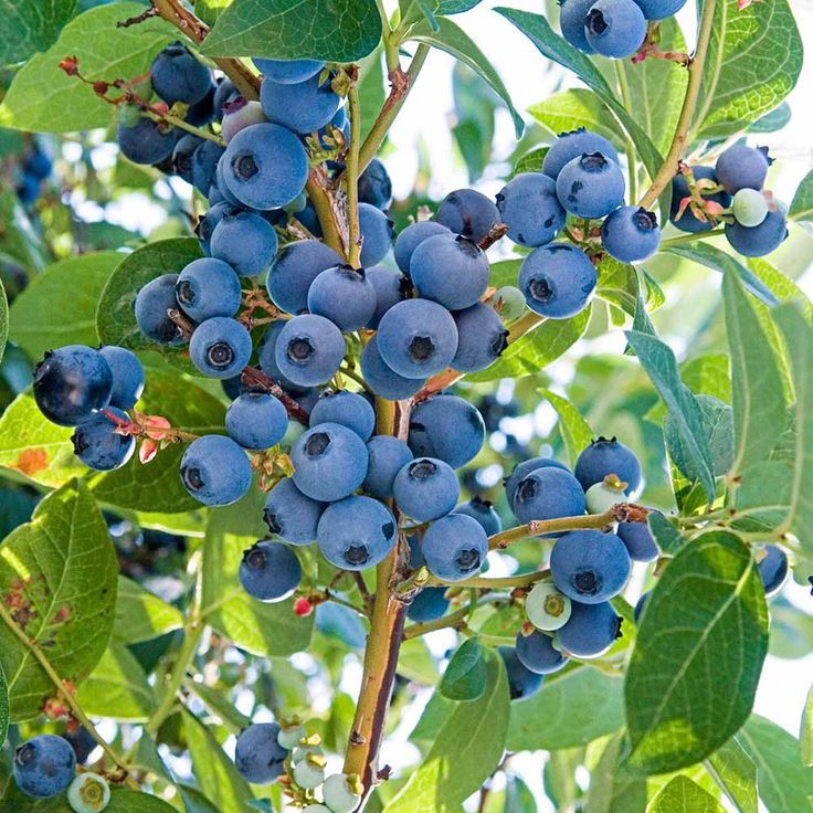 mynzagric254's tweet photo. Blueberry 🫐 -This is the one of the Very Most expensive fruits in the world and gives very high returns

Quality seedlings can be purchased from @mynzagric254 

Click this link to message us on WhatsApp: https://t.co/bHJfPuSqPI 

Ecological requirements 

Temperature- Blueberries grow well in tropical cool or warm climates with temperatures between 18 and 35°C.

Sufficient amounts of water for growing blueberries can be described as that which will maintain the soils as consistently moist but not waterlogged

They are low in calories and high in fiber, vitamin C, vitamin K, and antioxidants, including anthocyanins