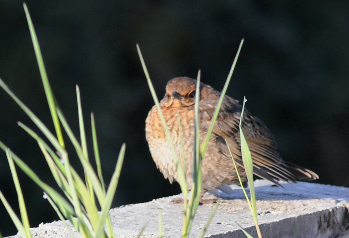 cojeprawda's tweet image. blackbird 
#wildlifephotography #birdwatching  #NaturePhotography