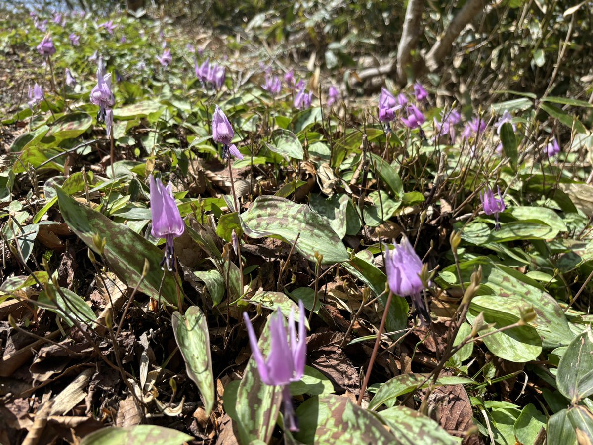 3Sky16's tweet photo. 擬宝珠山、象山を散策⛰️
サンカヨウ満開、カタクリは終盤でした https://t.co/ujZ2nu1nHG