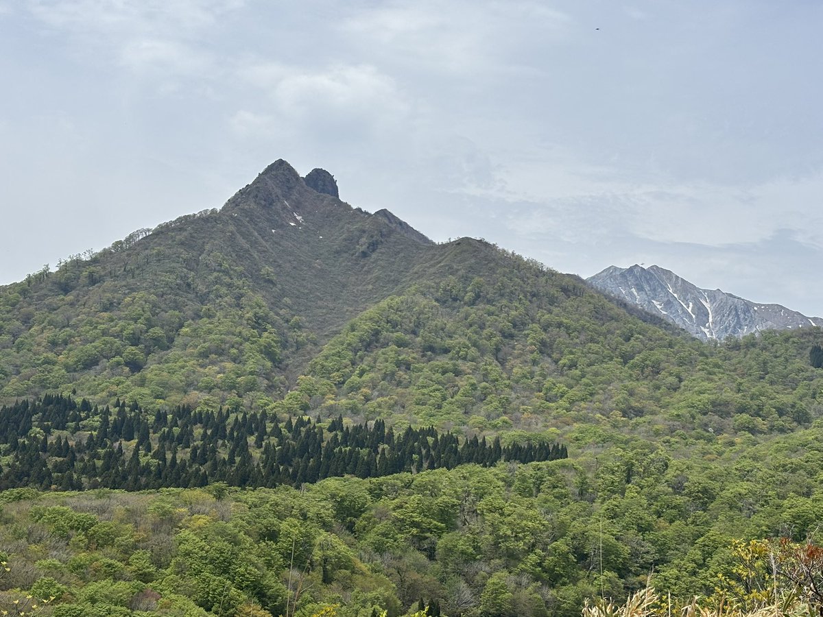 3Sky16's tweet photo. 擬宝珠山、象山を散策⛰️
サンカヨウ満開、カタクリは終盤でした https://t.co/ujZ2nu1nHG