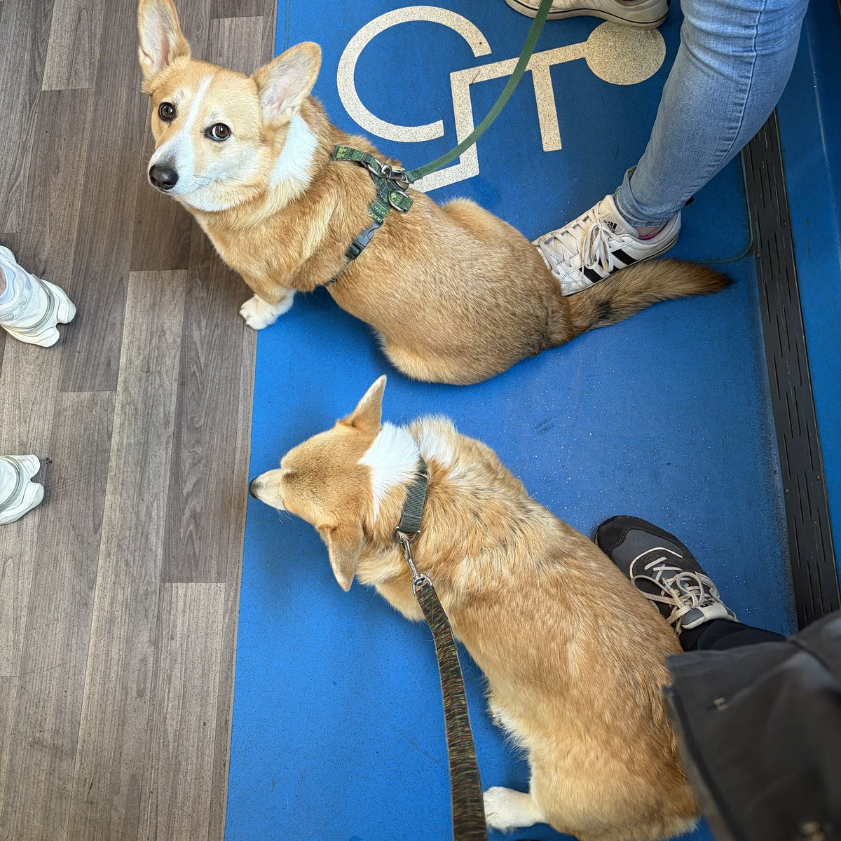 Александр “Corgi Dad” Бармин tweet media