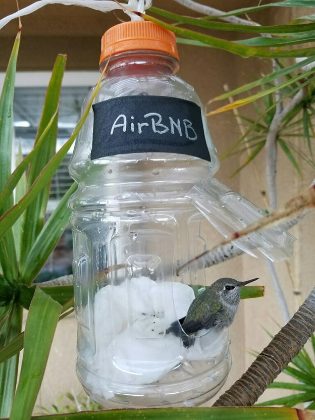 bird/h tweet media