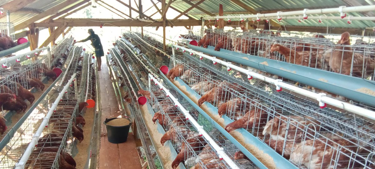 BUMDes “Harapan Kita” Desa Kembang Seri, Talang Empat,  Bengkulu Tengah bukti nyata potensi loka jadi kekuatan ekonomi. 

<a href="/YandriSusanto/">Yandri Susanto</a>
@ARizaPatria
@MensetnegRI

#KementerianDesaPDT
#BPSDMKementerianDesaPDT
#BUMDesaKelolaKetahananPangan
#KerjasamaBUMDesaKDMP