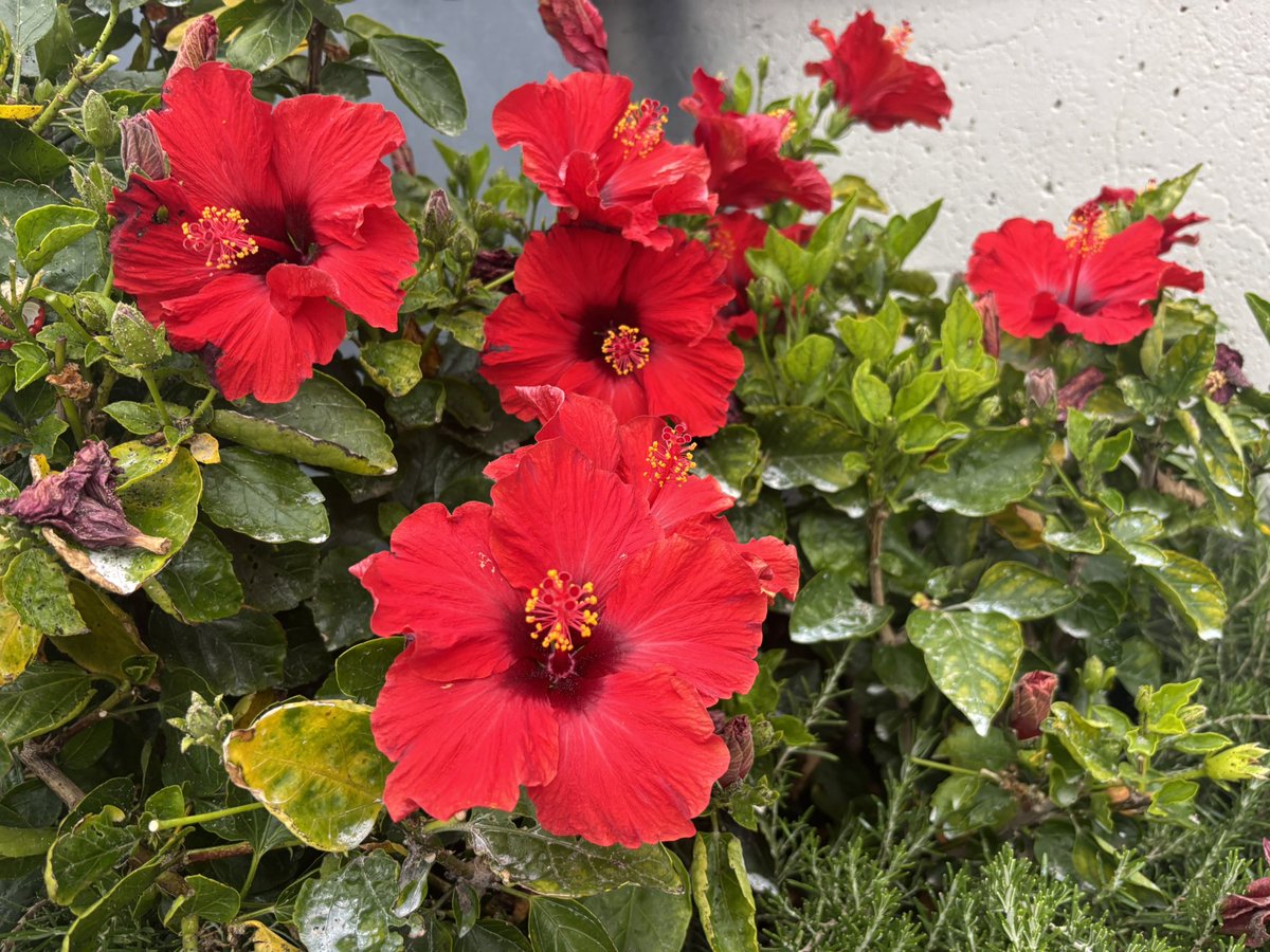 🌺🌺🌺🌺🌺