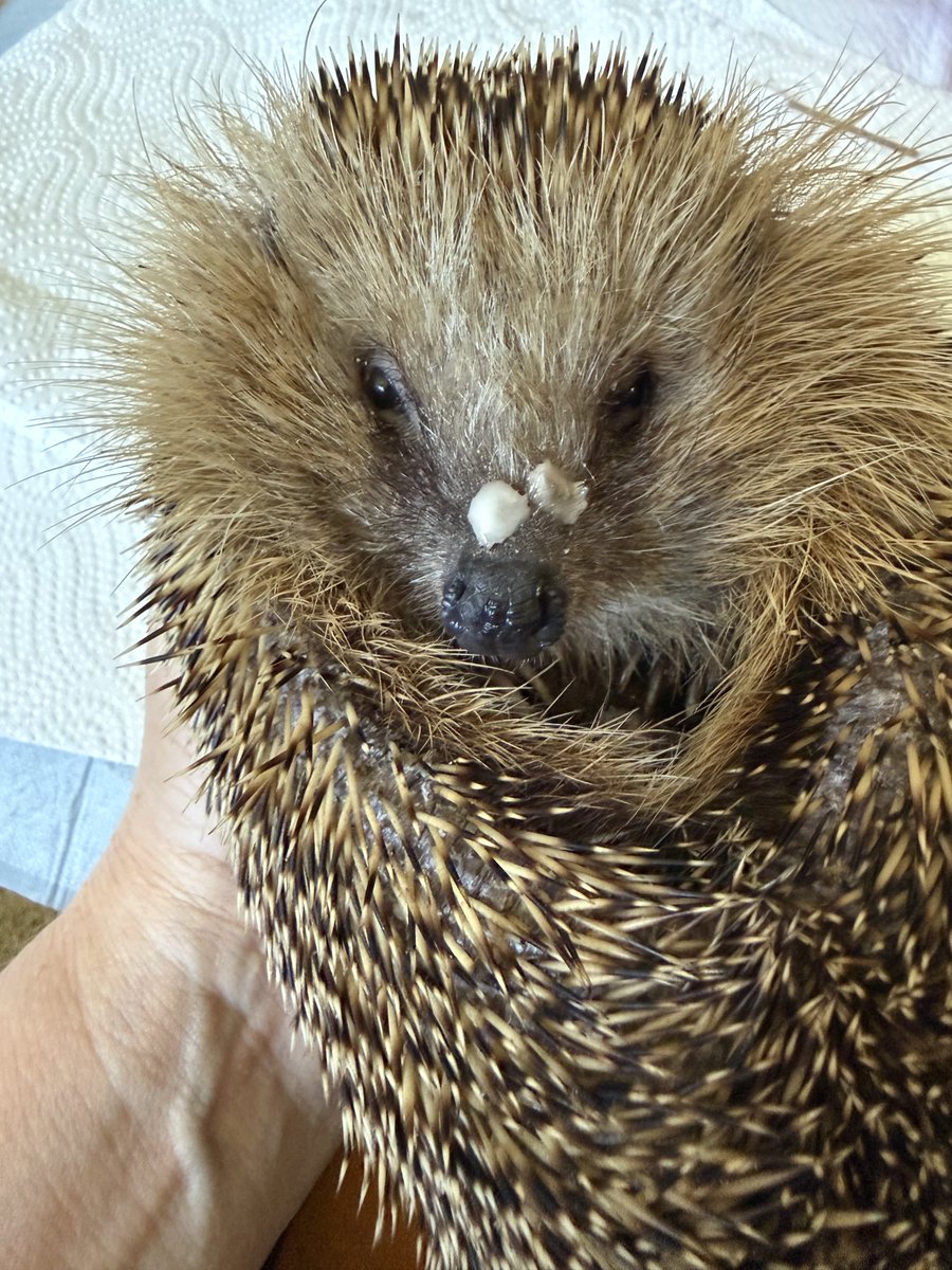 HilfeIgel's tweet image. Liebe Igel Freunde , Spender und Follover 💪🫶🦔 meine Freunde und ich Ingo 🦔 brauchen ganz dringend Futter , weil wir fressen, wie die wilden 💪 bitte schaut auf Beas Liste, damit wir wieder Futter haben 💪🦔🫶 Liebe Grüße 💪🦔🫶🦔🦔🦔🦔🦔🦔🦔🦔🦔🦔🦔🦔🫶