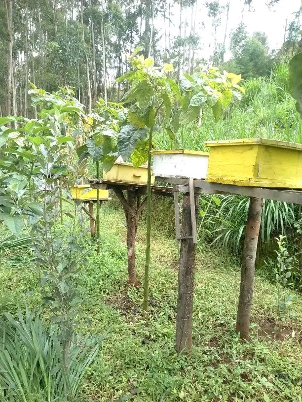 KwizeraEri57753's tweet image. A wooden stand beehive 🐝🌳 keeps colonies safe, dry, and productive elevated design protects from pests, improves airflow, and makes honey harvesting easier 🍯
Smart beekeeping starts with the right setup. #Beekeeping #SustainableFarming