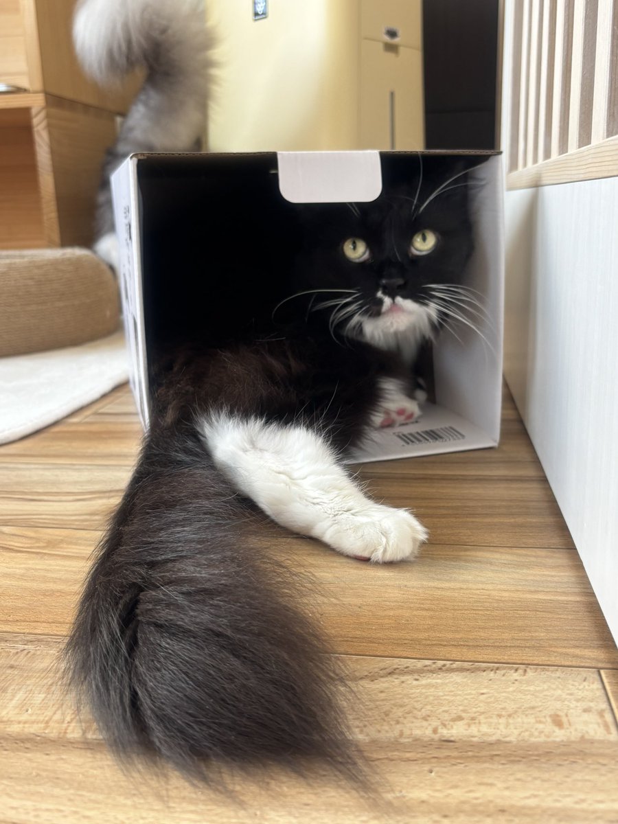 mof_neta's tweet photo. 無理だと思う事柄であっても

チャレンジしてみる精神が素敵です

#メインクーン https://t.co/l7MYeL3ncr