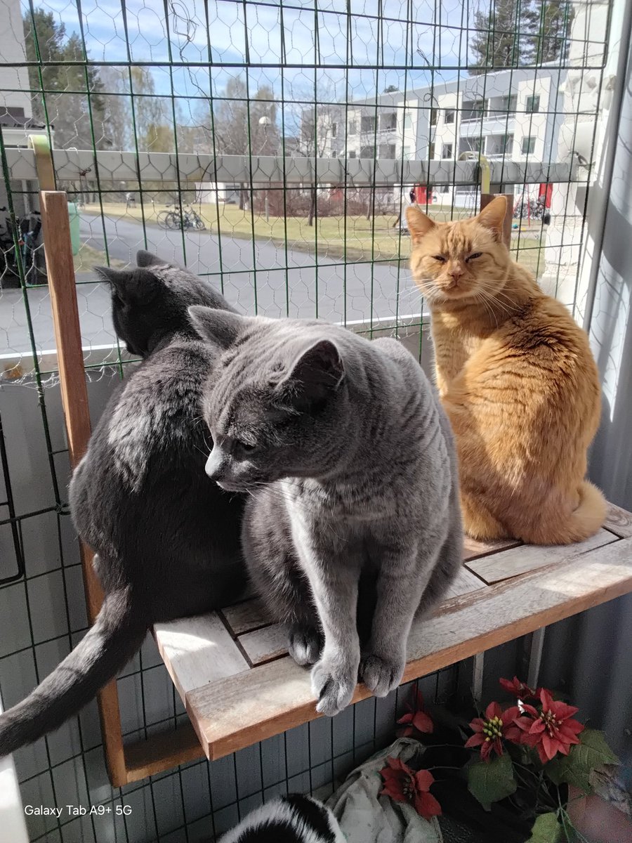 the CatGang 🇸🇪🌈Klumpen 🌈Ricco 🌹🌈🐈⬛🐕 tweet media
