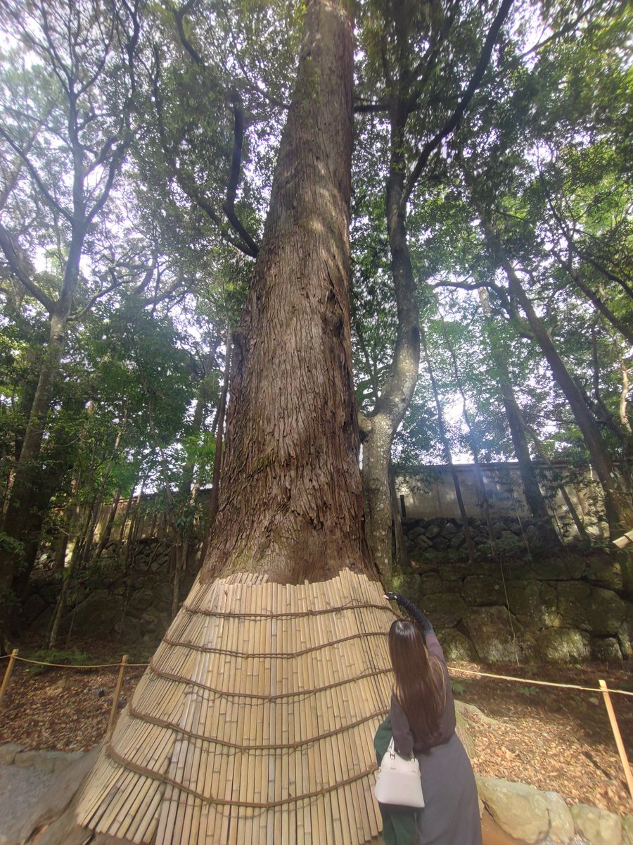 bu_chandayoo's tweet photo. 三重行ったらぶーさんおった！
デカいって聞いてたけど、思ってた以上にデカかった！ https://t.co/889DJcPSFe