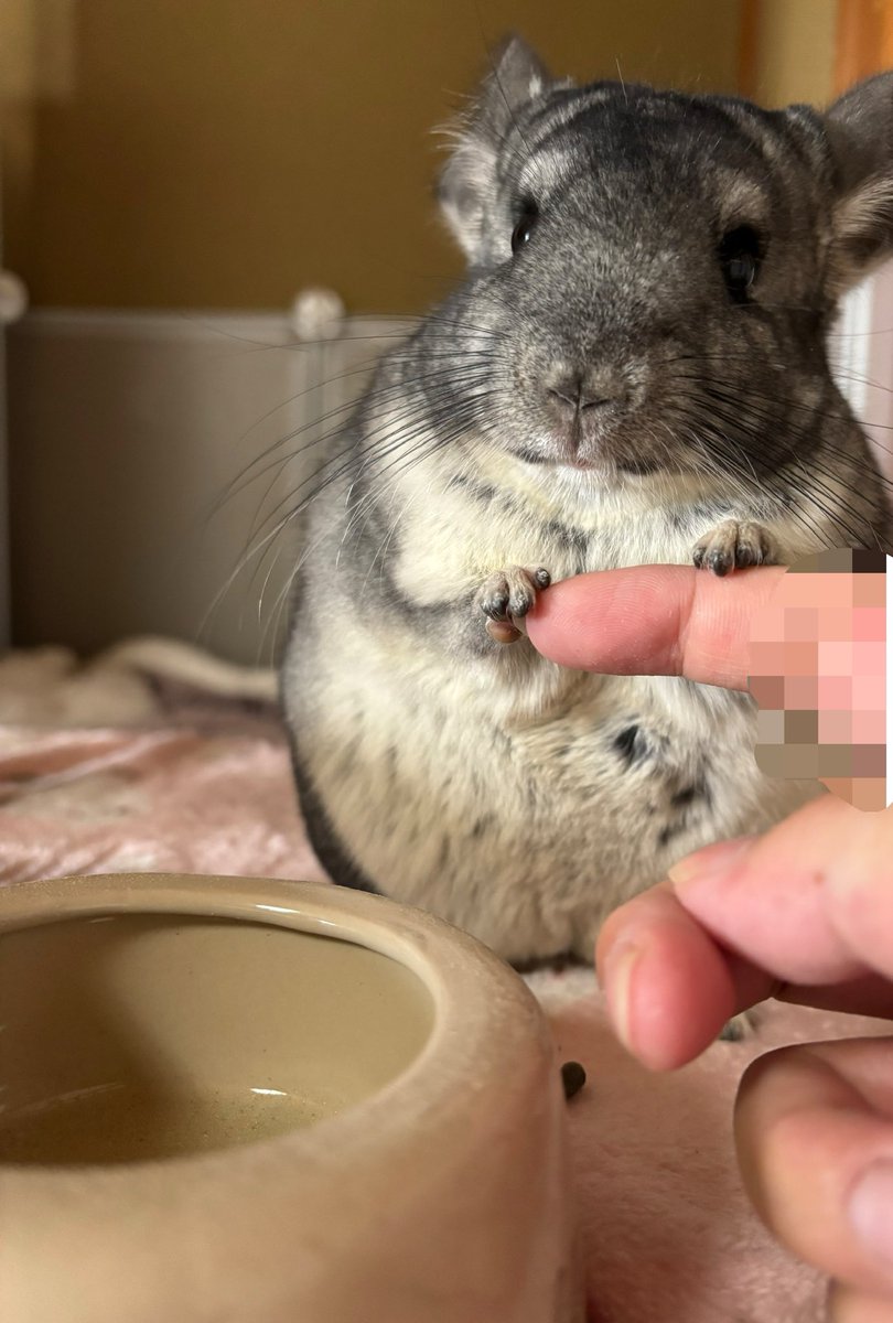 らむね👑 tweet media