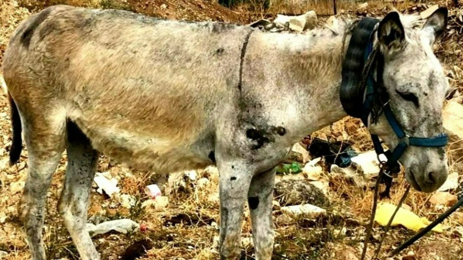 Safe Haven for Donkeys tweet media