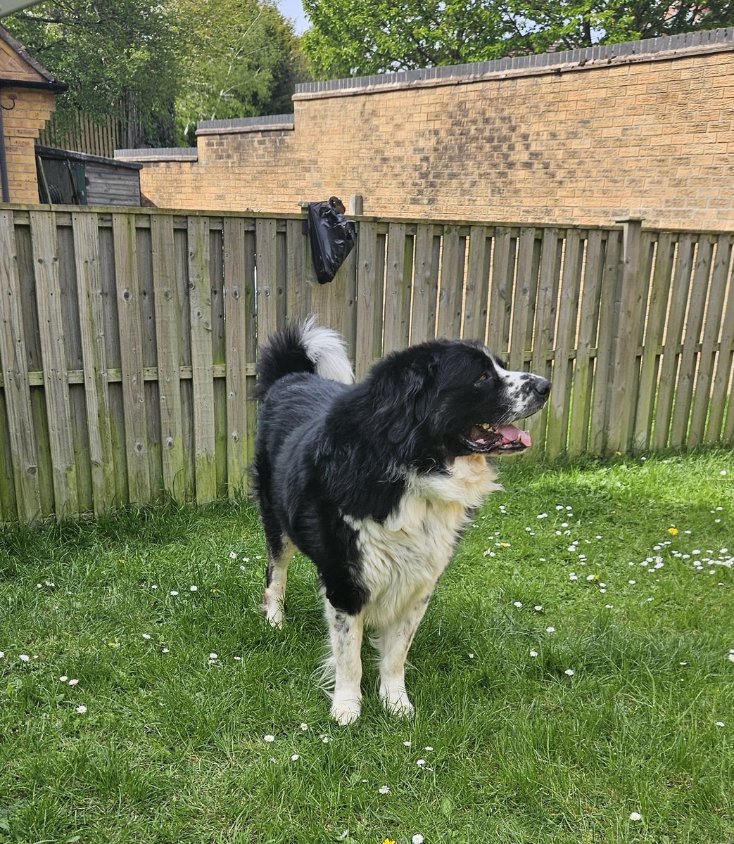 OzzytheRomanian's tweet image. Come on Dad we've got jobs to do
#Saturdaymorning