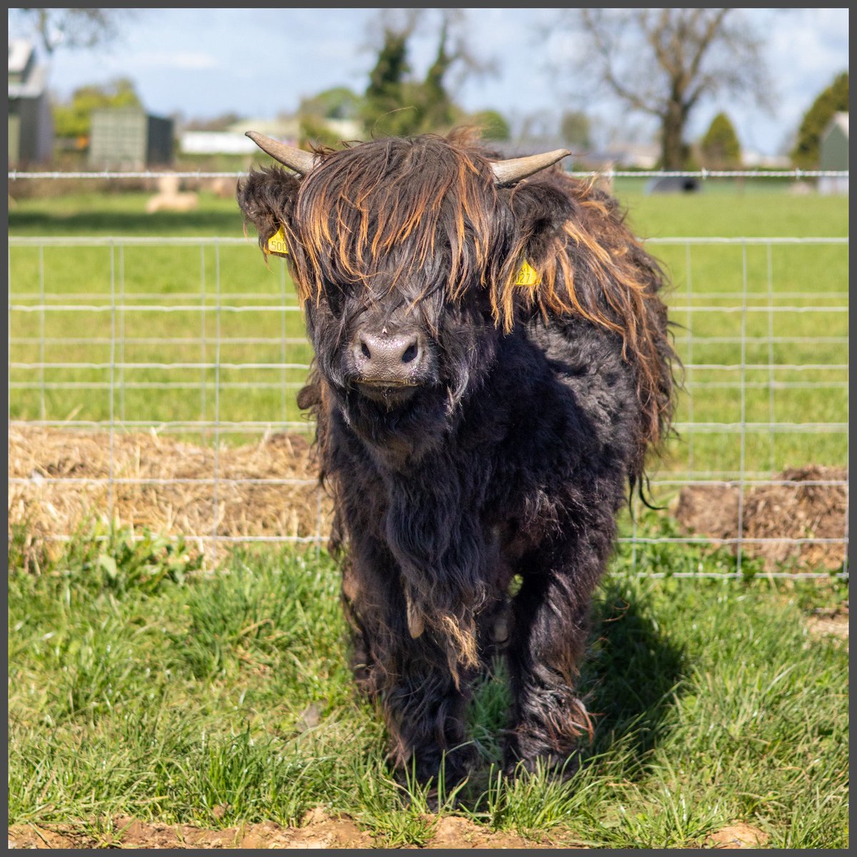 Ktuck_79's tweet image. Happy #SquareCropSaturday my lovely phone friends! 

As we say goodbye to April, let’s see what May has to offer! 

Today we are heading for the farm to see a prospective buyer for Felix, and maybe a couple of the girls too! 🙌🏻

What are your plans today? 

Today’s #square photo