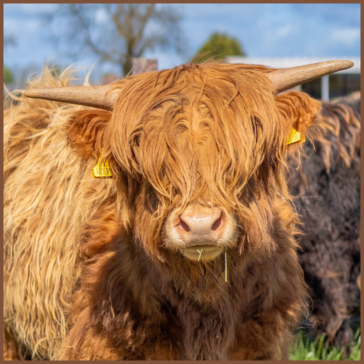 Ktuck_79's tweet image. Happy #SquareCropSaturday my lovely phone friends! 

As we say goodbye to April, let’s see what May has to offer! 

Today we are heading for the farm to see a prospective buyer for Felix, and maybe a couple of the girls too! 🙌🏻

What are your plans today? 

Today’s #square photo