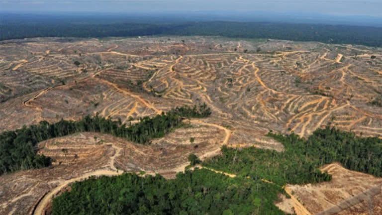 AssoArnold's tweet image. null #APPLICATION FOR STRATEGIC PROGRAM SUPPORT

Title:

"Revitalizing the Papuan Ecosystem Through Red Fruit Cultivation and Downstream Processing Without Deforestation: A Solution for Oxygen Production and Climate Mitigation Based on Local Wisdom"