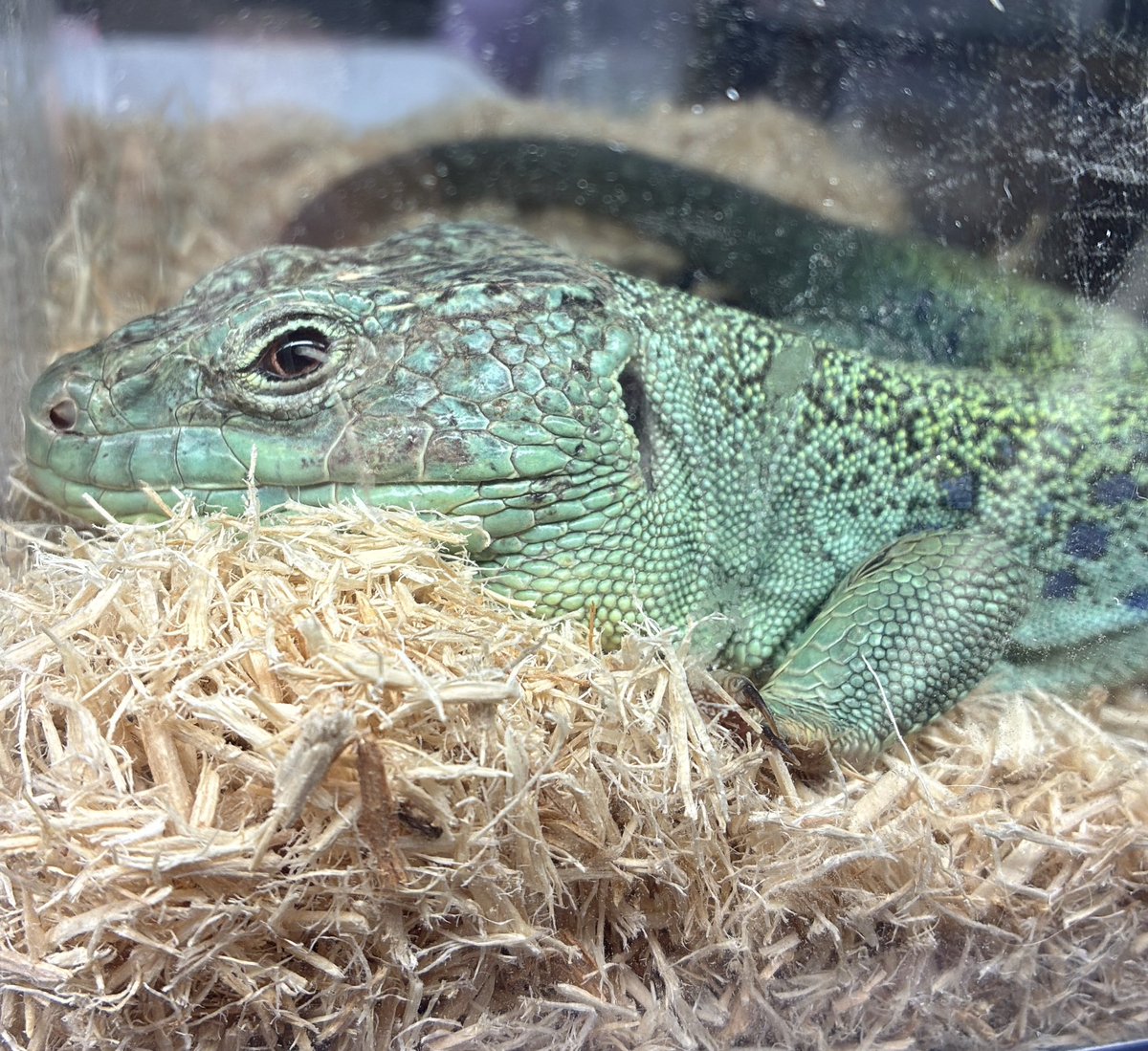 ホウセキカナヘビ🎶
先のイベント出店時、クーリング済みペアを試しに展示してみたらホウセキカナヘビってこんなデカくなんの⁉️こんなデカい個体初めて見た、こんな綺麗になるんだ的な声を多数いただけ目的を達成できて非常に満足しました😆
