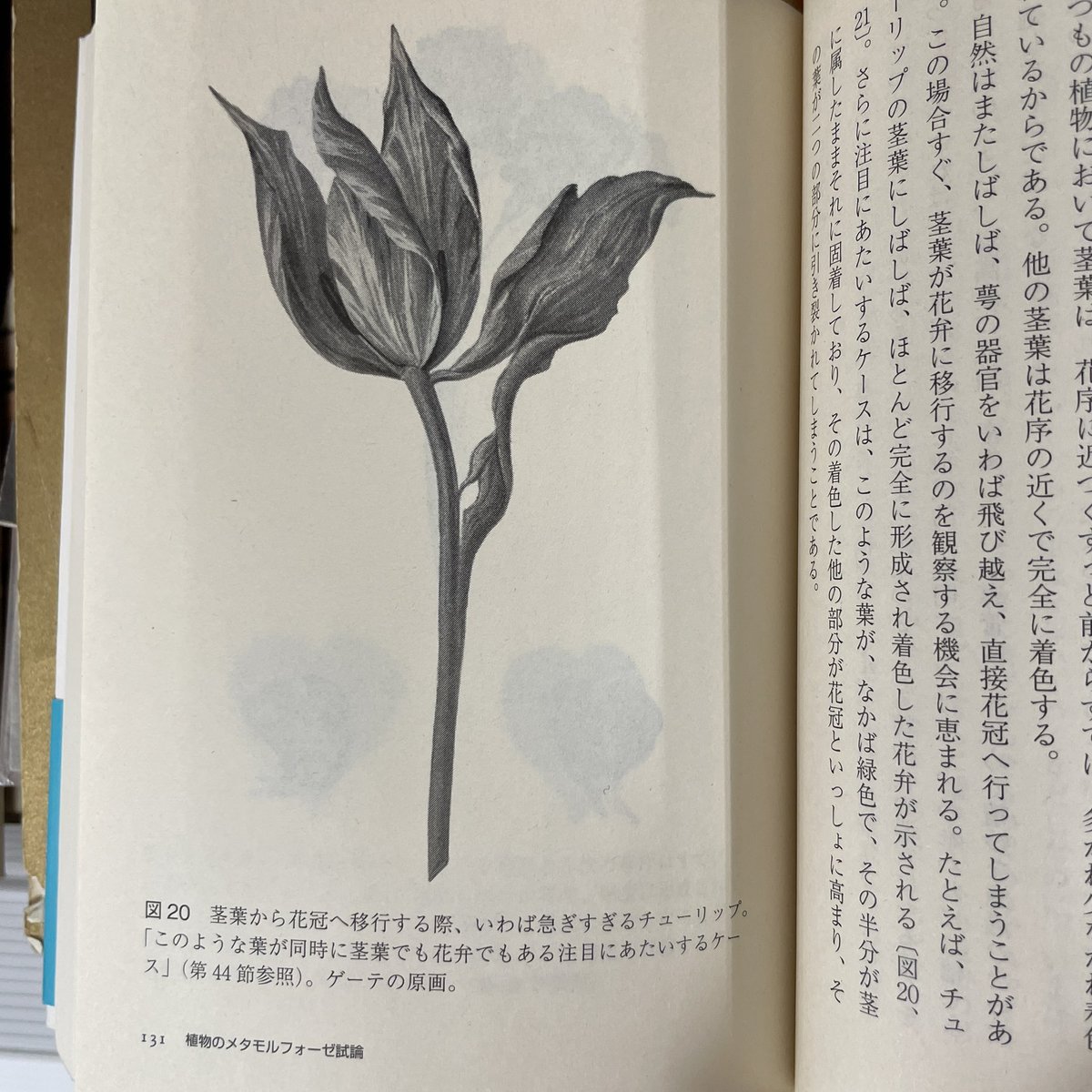 ゲーテ形態学論集 植物篇・動物編2冊セット Amazon.co.jp: ゲーテ形態学論集・植物篇 ゲーテ自然科学論集 (ちくま