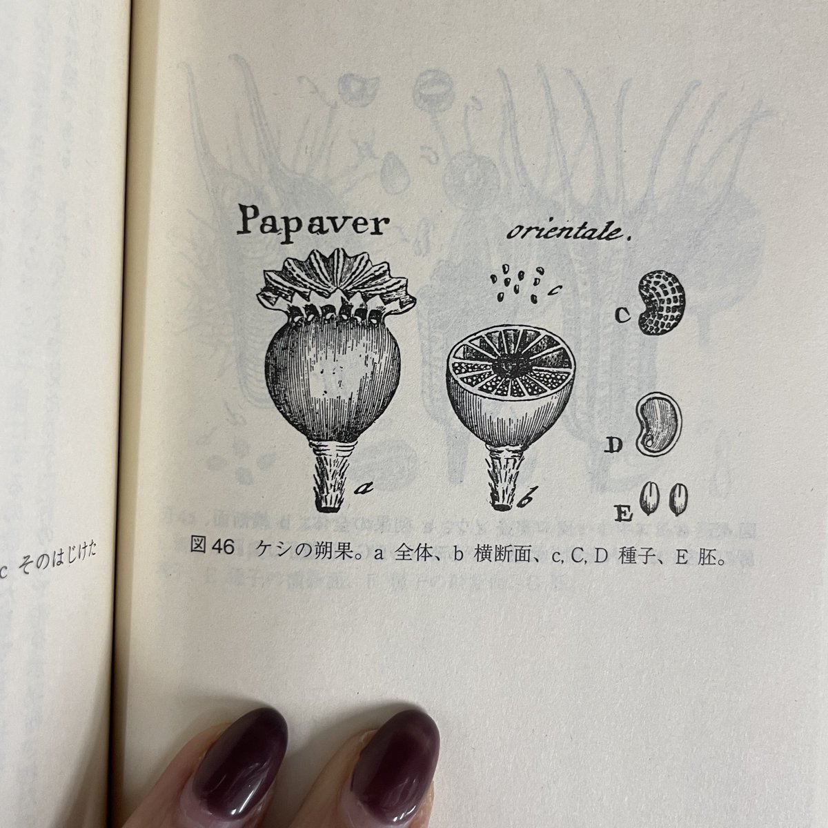 ゲーテ形態学論集 植物篇・動物編2冊セット ゲーテ形態学論集 植物篇・動物編2冊セット - メルカリ