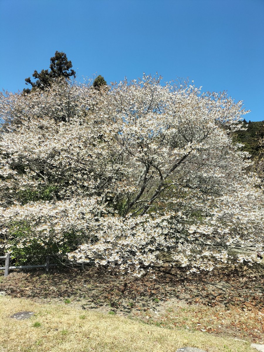 hiyamada0331's tweet photo. 10回目の #摩耶山🏕いー天気です😊気持ち🩷イーですね。今日の先発は大竹選手。 #サトテル 調子イーですね。 #タイガース 応援します🙇ネタが無いので花特集。
#掬星台 #旧摩耶観光ホテル #摩耶花壇 #錦鯉 https://t.co/Guq1aPmGh2